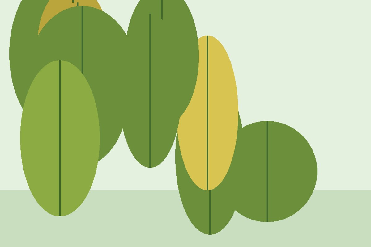 Plant symptom leaf